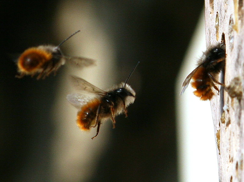 Gehrnte Mauerbienen (Osmia cornuta) an der Wildbienennisthilfe