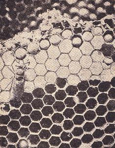 Wespenwabe:  Unten leere Zellen, in der Mitte geschlossene und einige noch nicht verdeckelte Zellen mit Larven, die noch ernaehrt werden muessen. Links eben ausschluepfende Wespe.