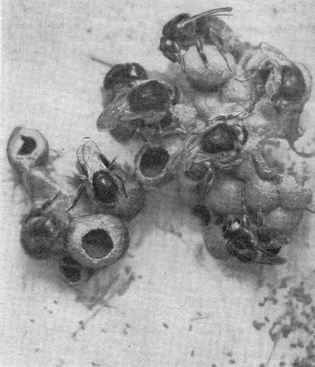 Hilfstoechter einer Hummelfamilie (Steinhummeln) versorgen die Brut mit Nahrung. Das Nest besteht nicht, wie bei den Bienen aus einem wohlgeordneten, raumsparend ineinandergefuegten Zellenbau, sondern aus einem zwar zusammenhaengenden, doch willkuerlich zusammengebauten Zellengewirr.